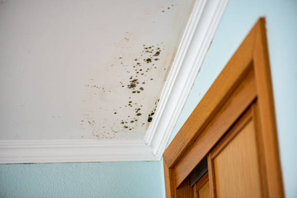 Professional Mold Remediation in Brandenburg, KY